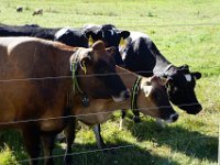 Summer Vacation 2018-198  More cows for cheese - they are pretty friendly